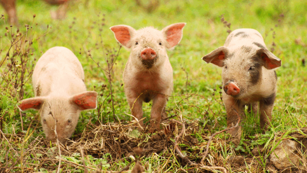 Swine on pasture, the subject of historical and modern theological debate over whether Christians must adhere to Old Testament dietary laws.